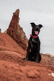 black dog sitting on rock mountain utah desert rock arches national park red collar