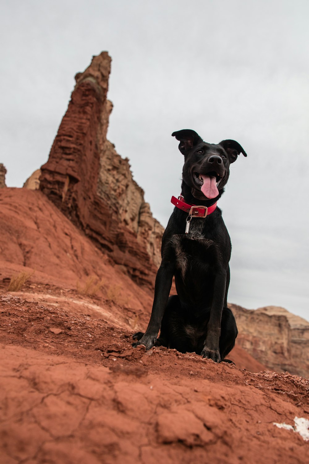 black dog sitting on rock mountain