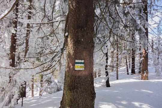 photo of woods covered with snow in Gorczański Park Narodowy Poland