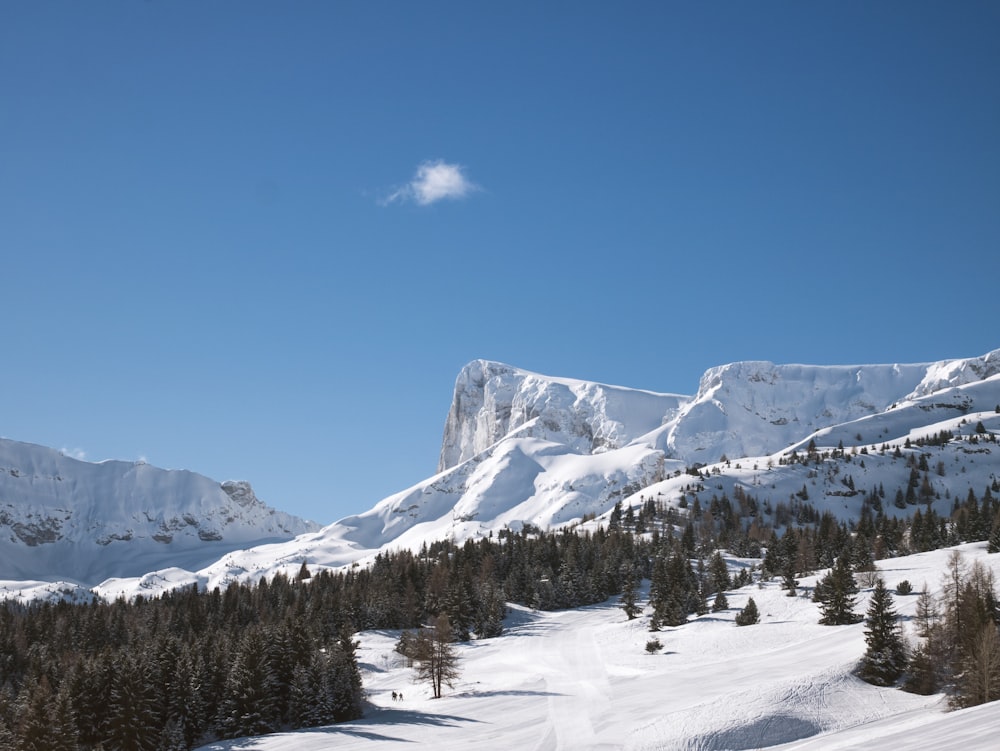 snow-covered pine forest during day