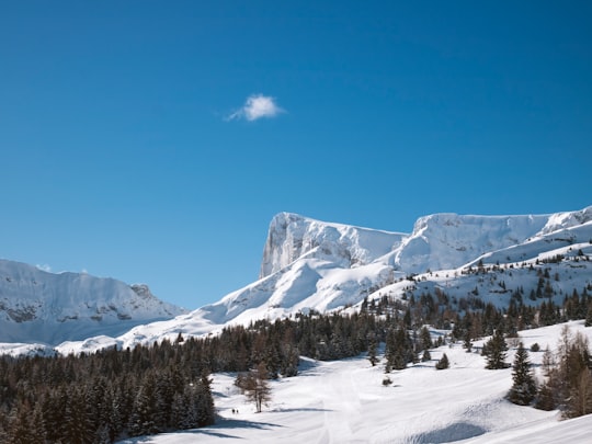 snow-covered pine forest during day in Superdévoluy France