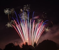 silhouette of tree under multicolored fireworks