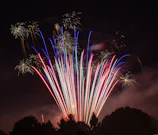 silhouette of tree under multicolored fireworks