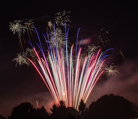 silhouette of tree under multicolored fireworks