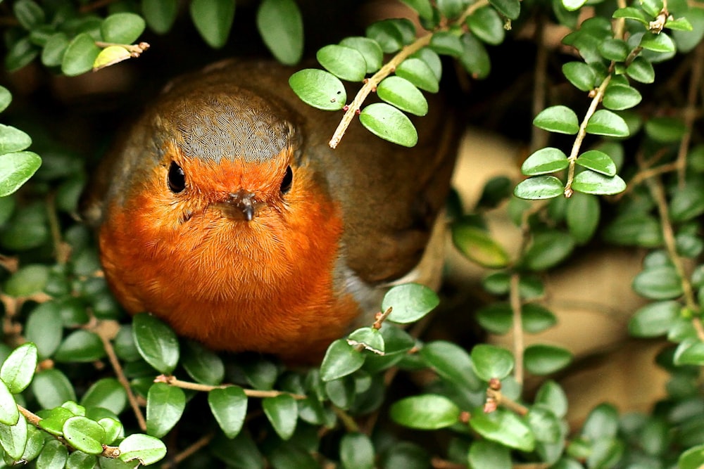 日中に緑の植物にとまる茶色とオレンジ色の鳥