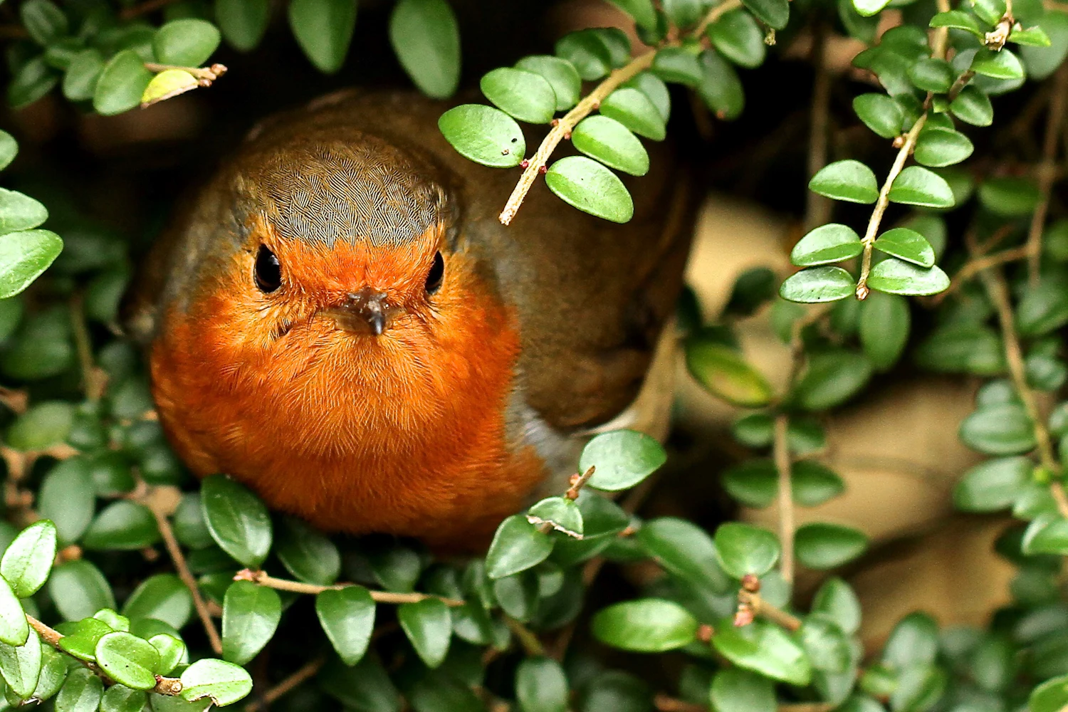 A robin looking straight out from a cotoneaster bush, framed by small round green leaves