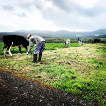 A friendly farm worker tending to healthy cattle in a lush green pasture
