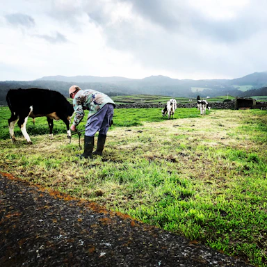 A friendly farm worker tending to healthy cattle in a lush green pasture