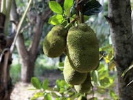 Bright jackfruit fruits hanging heavy on branches with a backdrop of rolling hills.
