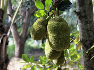 Bright jackfruit fruits hanging heavy on branches with a backdrop of rolling hills.