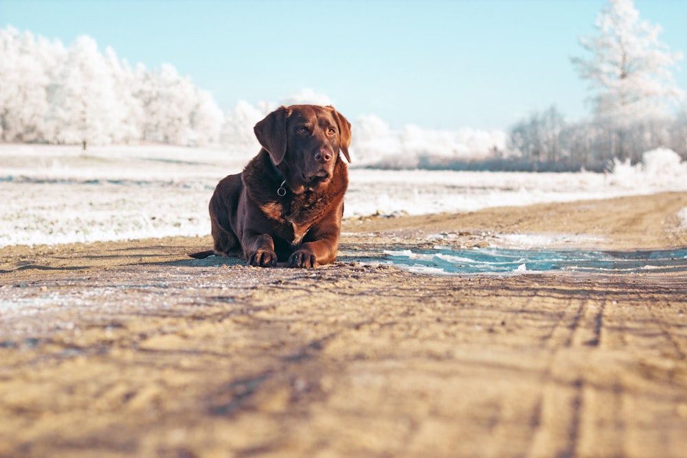 short-coated tan dog lying on ground during daytime