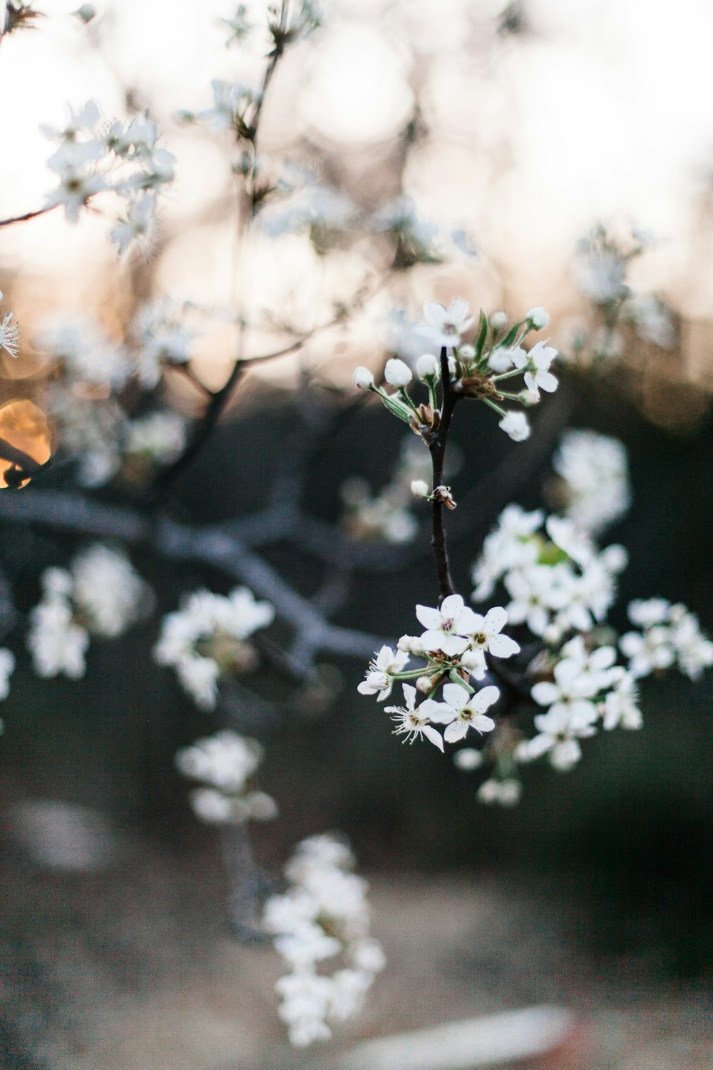 Selektive Fokusfotografie einer weißblättrigen Blume am Tag