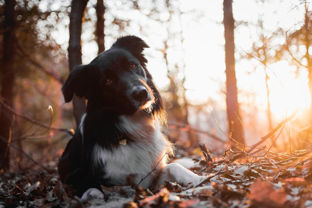 white and black dog lying on ground under trees