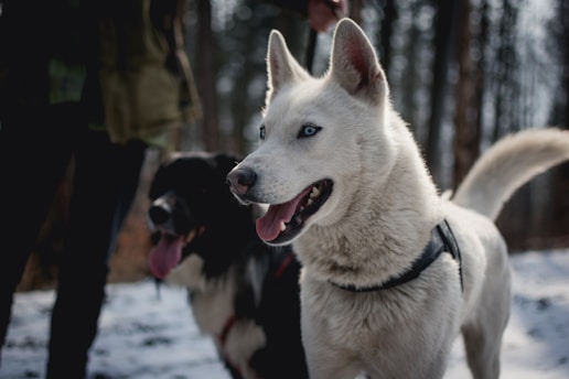 german shepherd husky mix