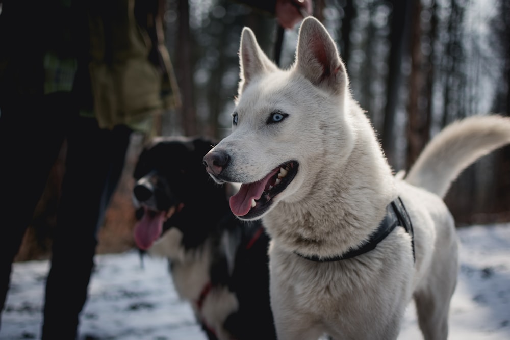 dog in shallow focus