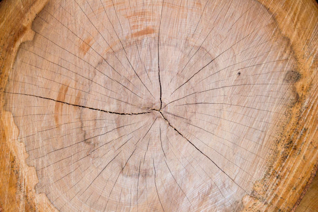 A cut slab of timber showing the grain