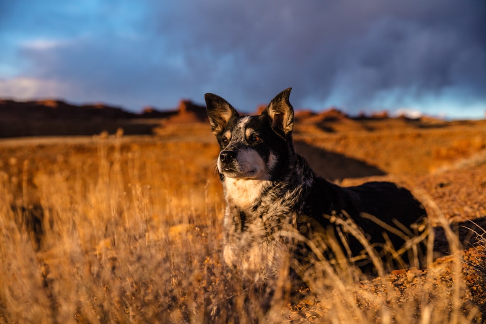 cane nero sdraiato sull'erba marrone durante il giorno