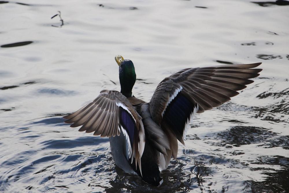mallard duck spreading its wings on body of water