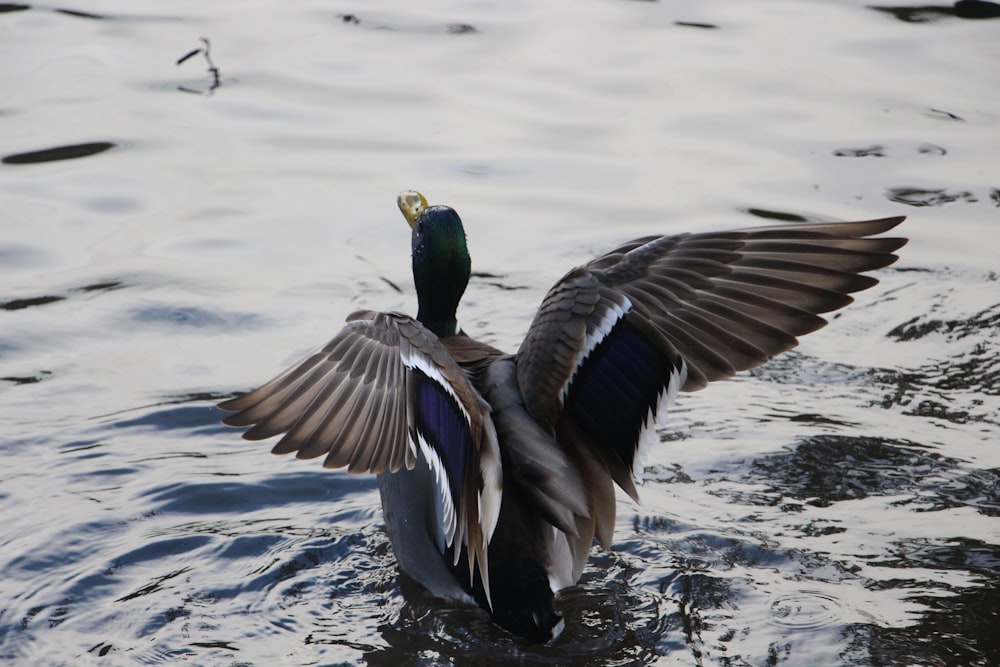 Pato real extendiendo sus alas sobre el cuerpo de agua