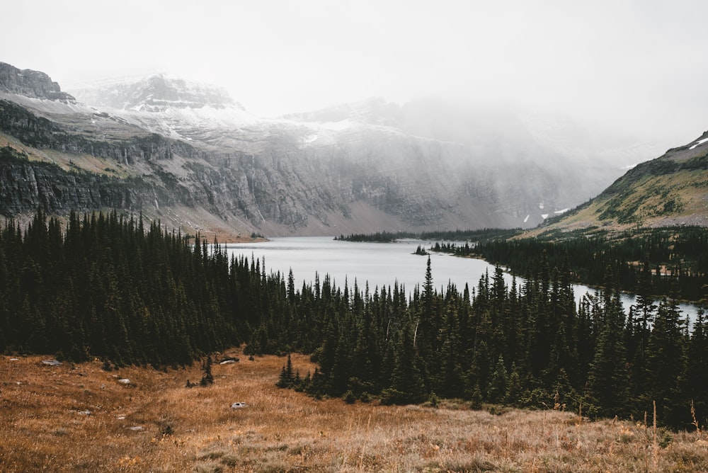 green trees near calm body of water