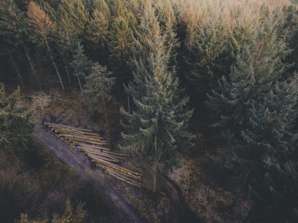 selective photography of green and brown high trees at daytime