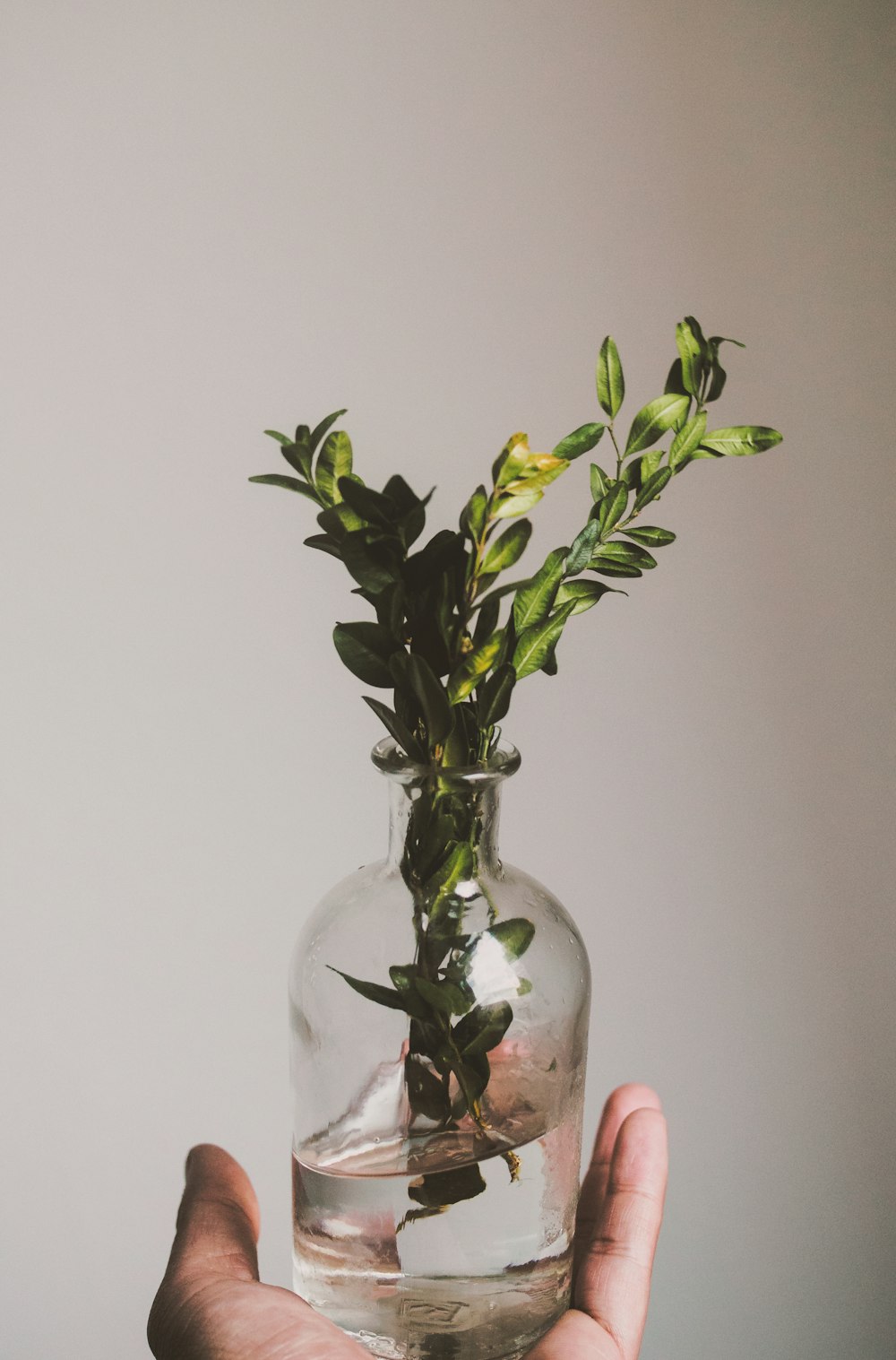 半分満たされた水と緑の葉の植物が入った透明なガラス瓶を持っている人