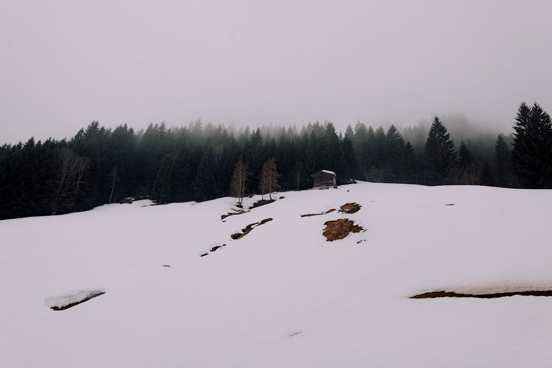 field covered with snow viewing forest
