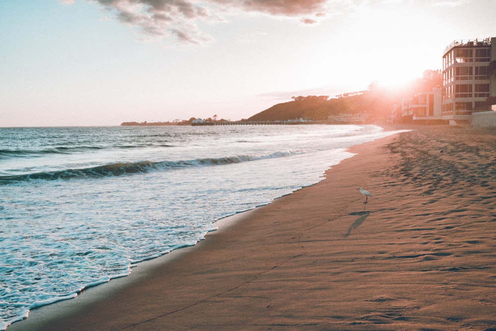 white seagull on sand near body of water during sunset