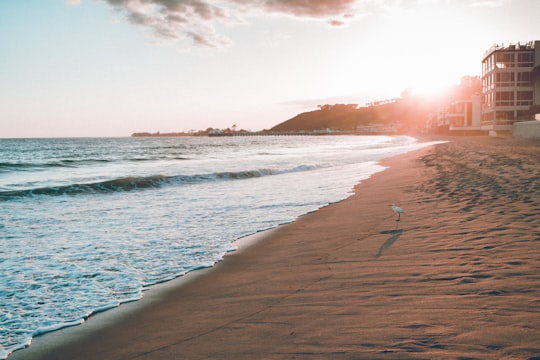 white seagull on sand near body of water during sunset in Malibu Beach United States