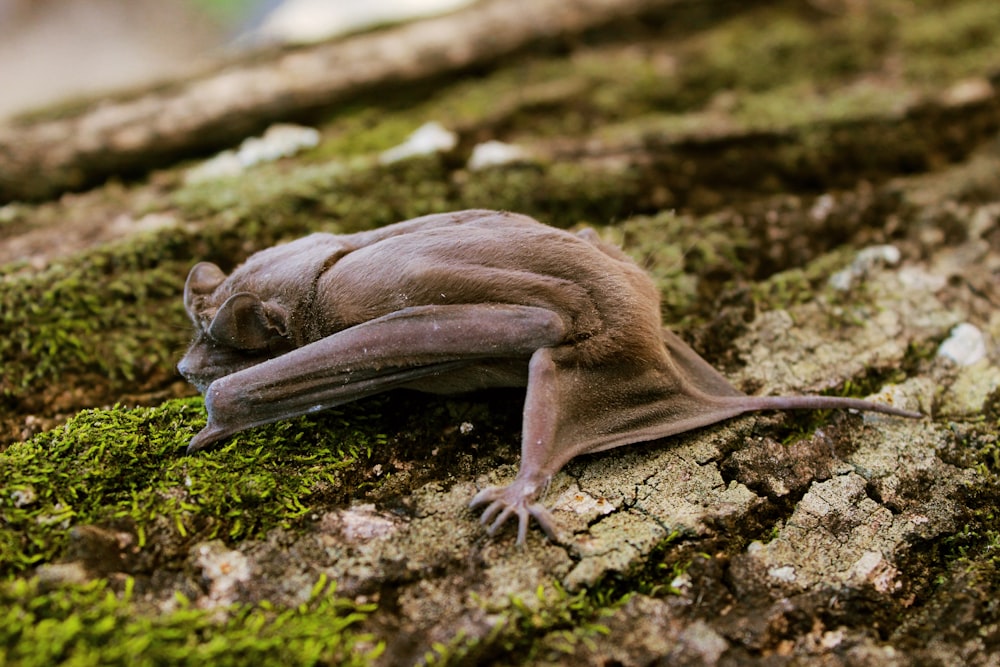 brown bat on tree