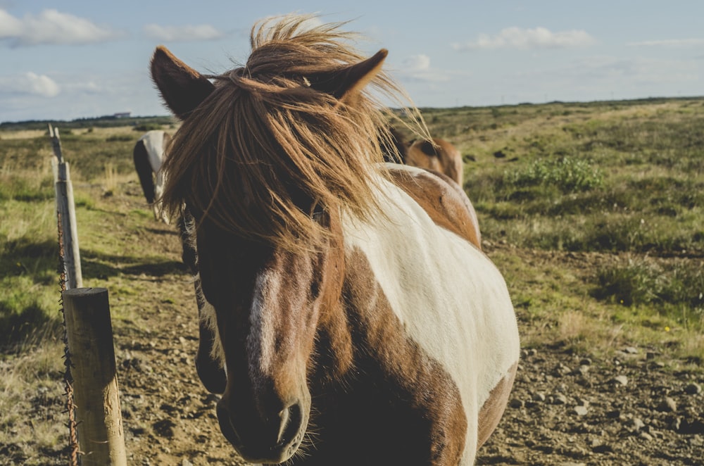 brown and white horse beside fence