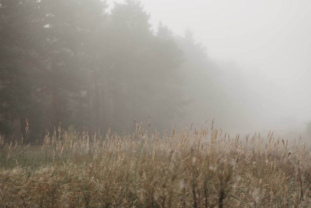 hierba de fuente marrón bajo la niebla