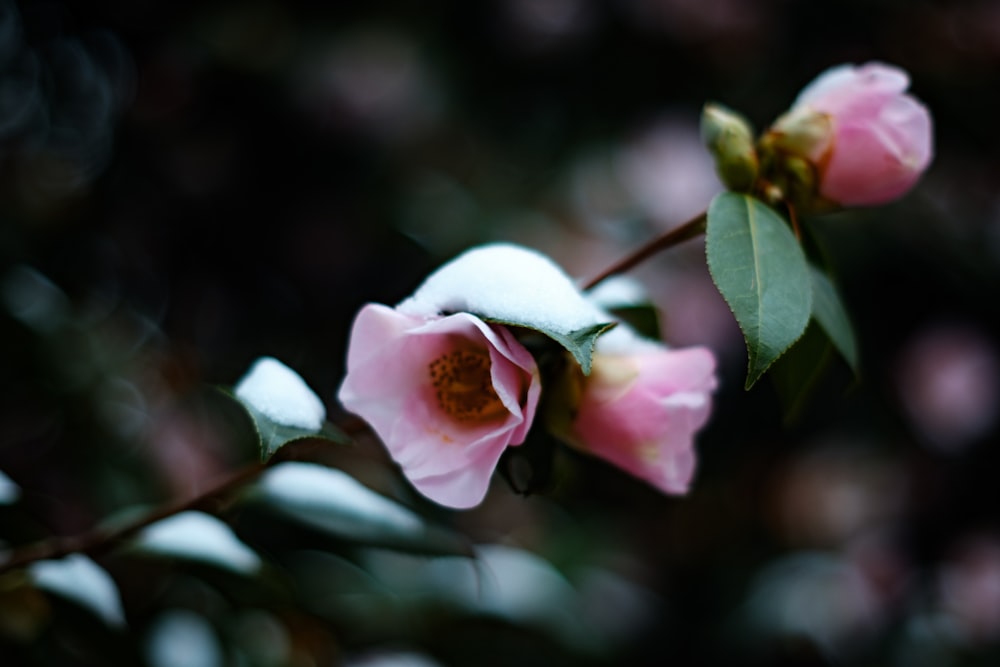 selective focus photography of pink rose flower