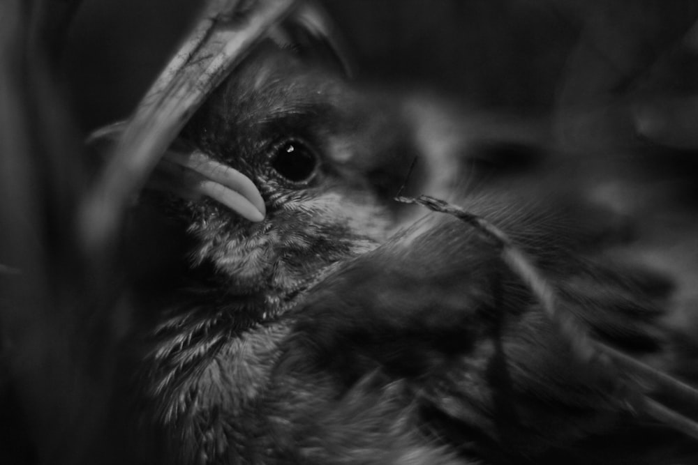 Foto en escala de grises del pájaro