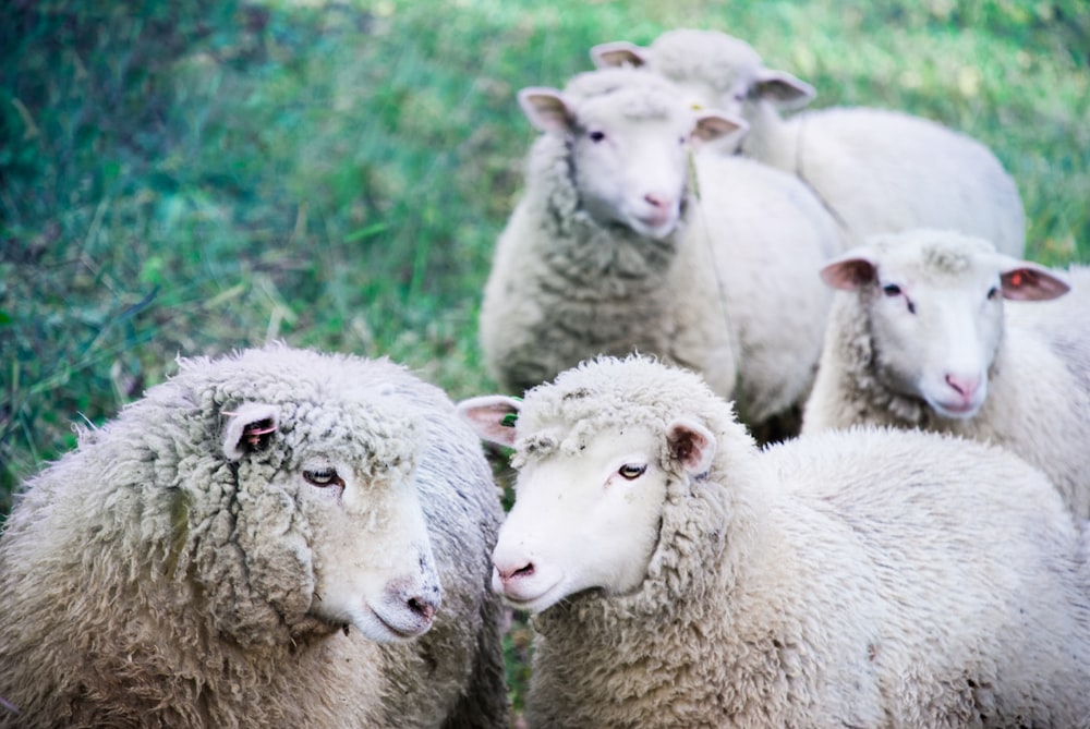 Cinq moutons blancs sur une terre verte