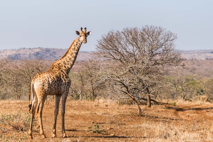 Nature's love affair? Giraffe and Acacia, you and I have been fighting for millions of years with a lot of strange tricks