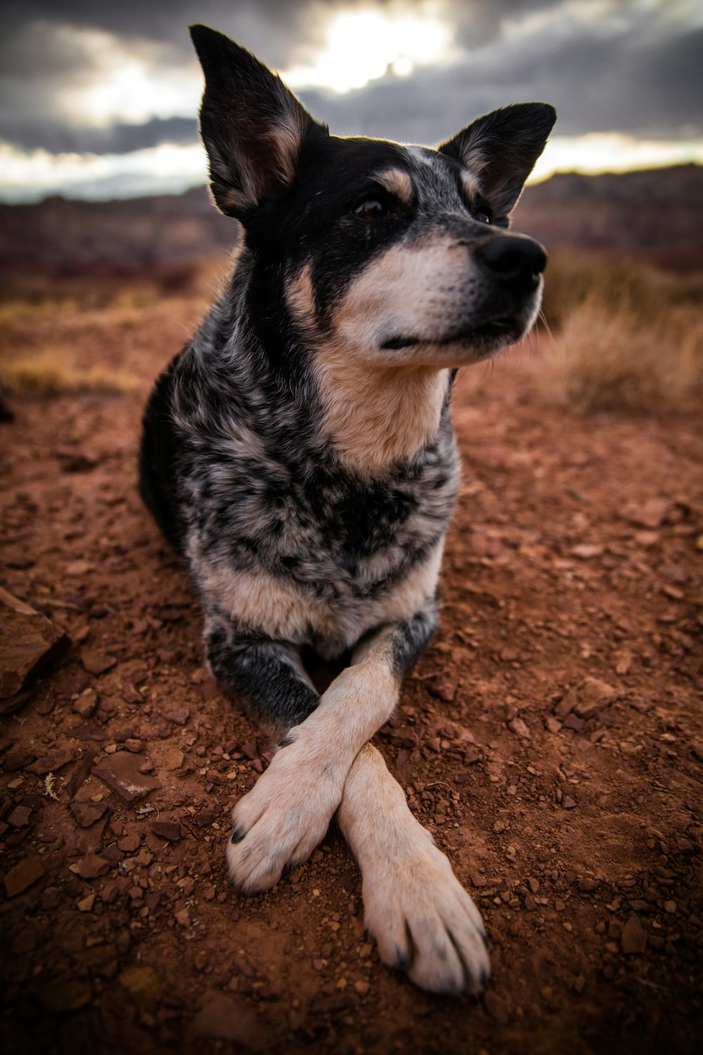 Schwarzer und brauner Hund auf brauner Erde