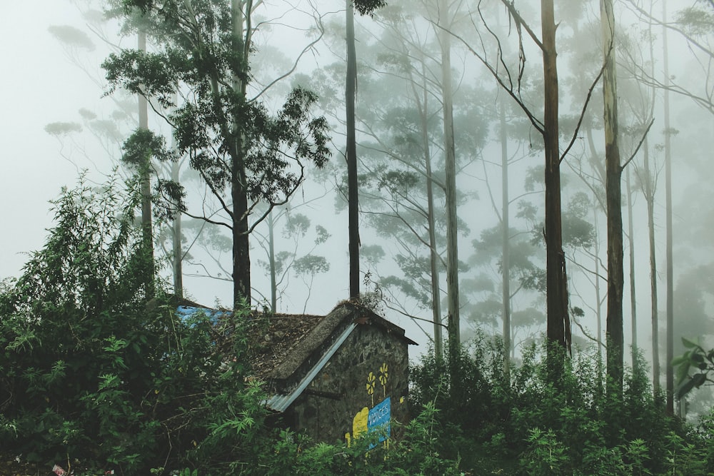 house surrounded with trees during foggy day