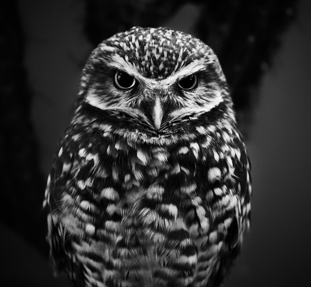 selective focus grayscale photography of owl