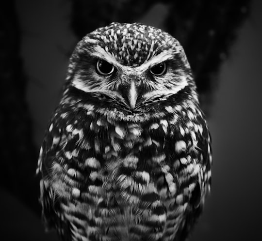 selective focus grayscale photography of owl in National Aviary United States