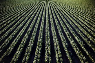 green leafed plant field
