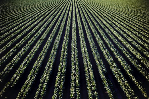 green leafed plant field
