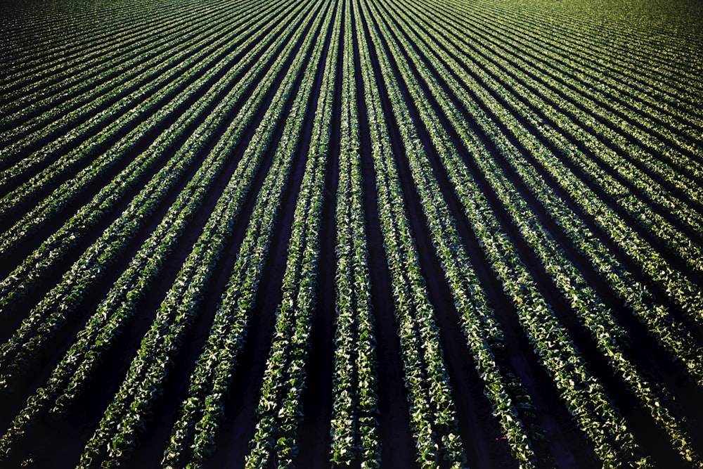 Campo de plantas de folhas verdes