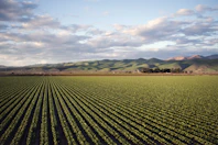 green grass field near mountain