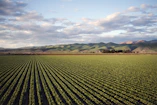 green grass field near mountain