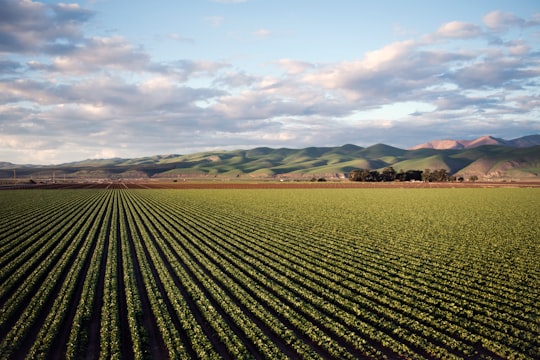 green grass field near mountain in Santa Maria United States