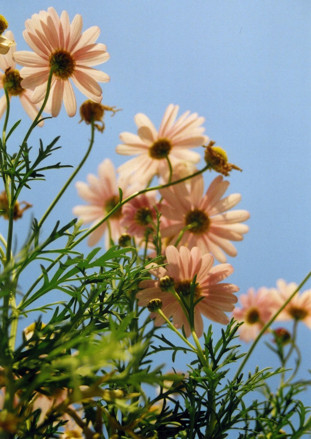 ピンクのヒナギクの花の浅い焦点の写真