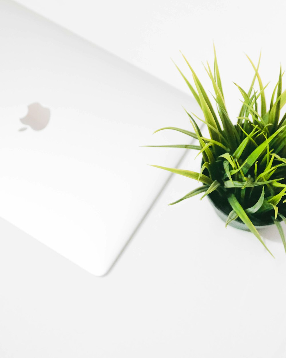 MacBook blanco junto a una planta de hojas verdes