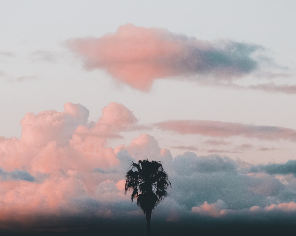 palm tree and clouds scenery photography