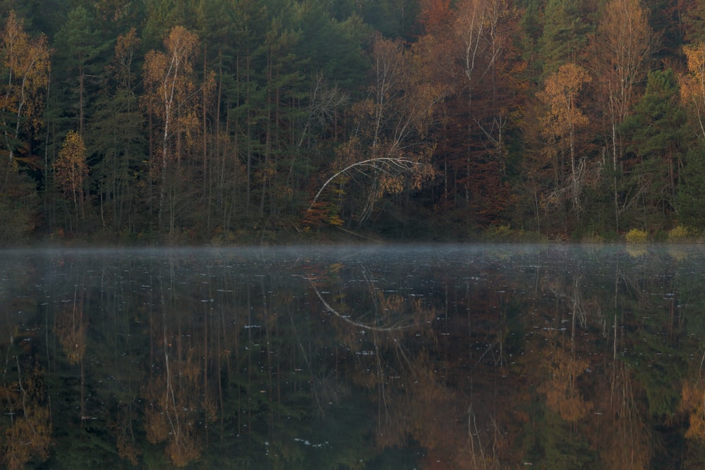 lake near tall trees